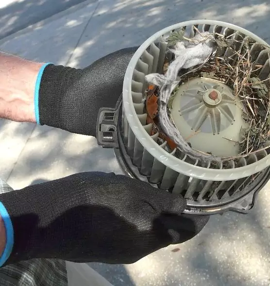 About Air Duct Mice Removal in Winter Springs, FL